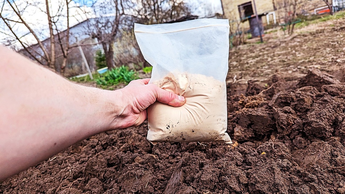 Как вернуть земле силы: секреты богатого урожая после картофеля