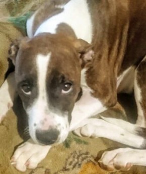 ����������� ������� �������� ��������: ��� ������ ������� ��� ���������� � �������