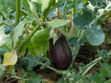 ������� ��������� ���������: ��� ��������� � ������ ����� ����� ������� �������� �� ����� �������