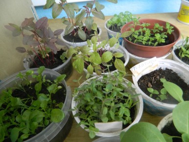 ������ ��������� ��� ���������: ��� ������ � 6 �� 12 ������