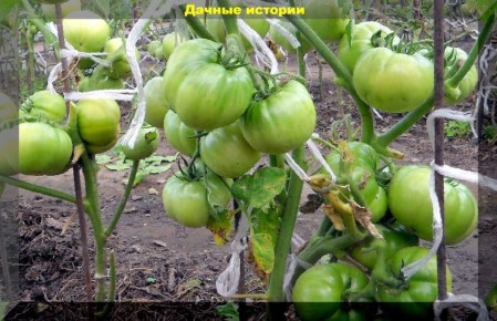 Советы по уходу за помидорами в августе: как ускорить созревание и защитить урожай