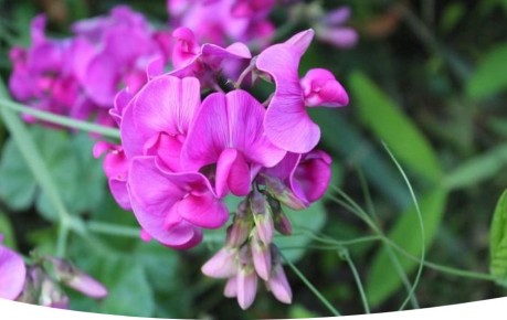 �������� �������: ����������� � �������� ������������