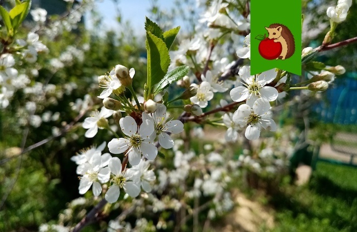 Как правильно кормить вишню во время цветения для вкусного урожая