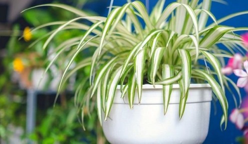 Как свежие растения могут очистить воздух в вашем доме и заменить кондиционер