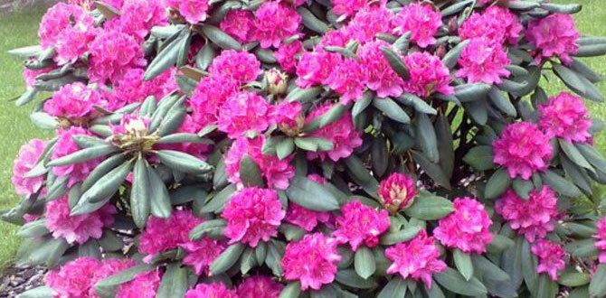 ��� ���������� � �������������: ������������ ����������� � �������