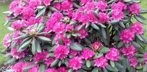 ��� ���������� � �������������: ������������ ����������� � �������