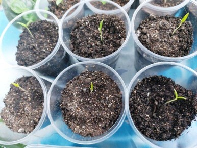 ��� ��������� ������� ��������� � �����: ������� �������� �����������