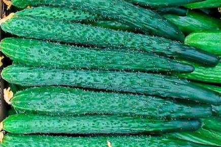 ������ ���������: ���������� ���� � ������������� ����������������