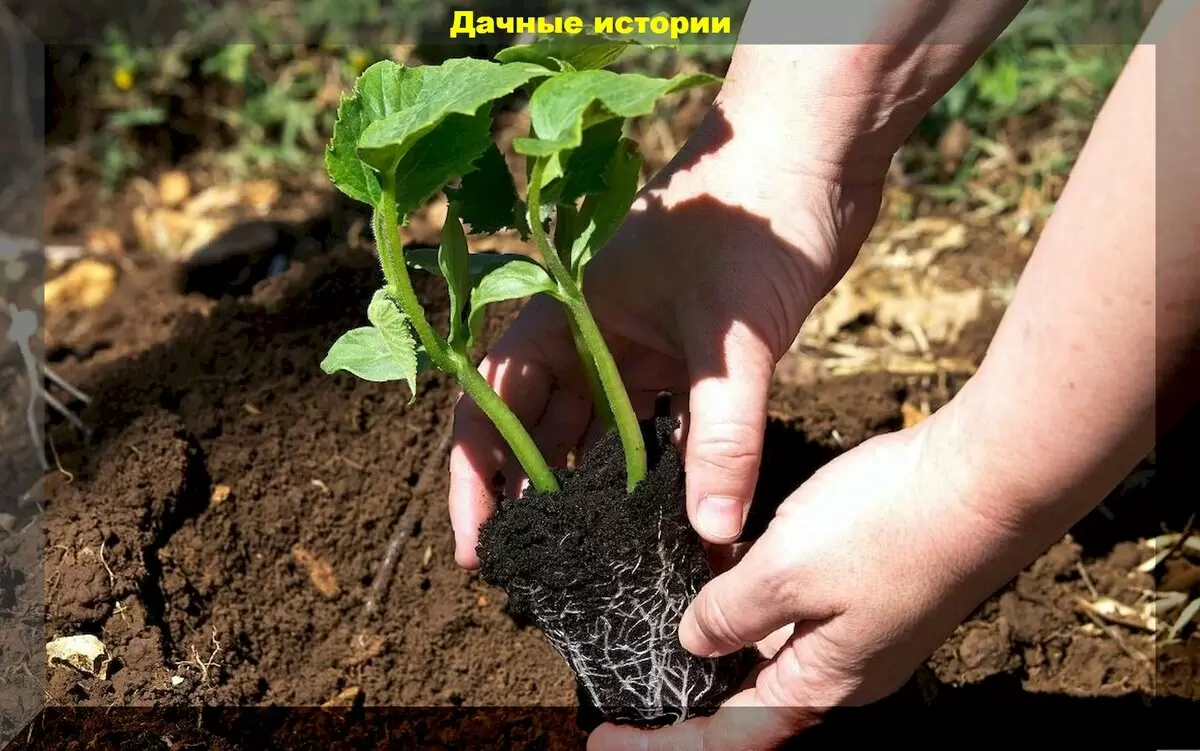 Секреты успешного дачничества: 20 актуальных вопросов для новичков