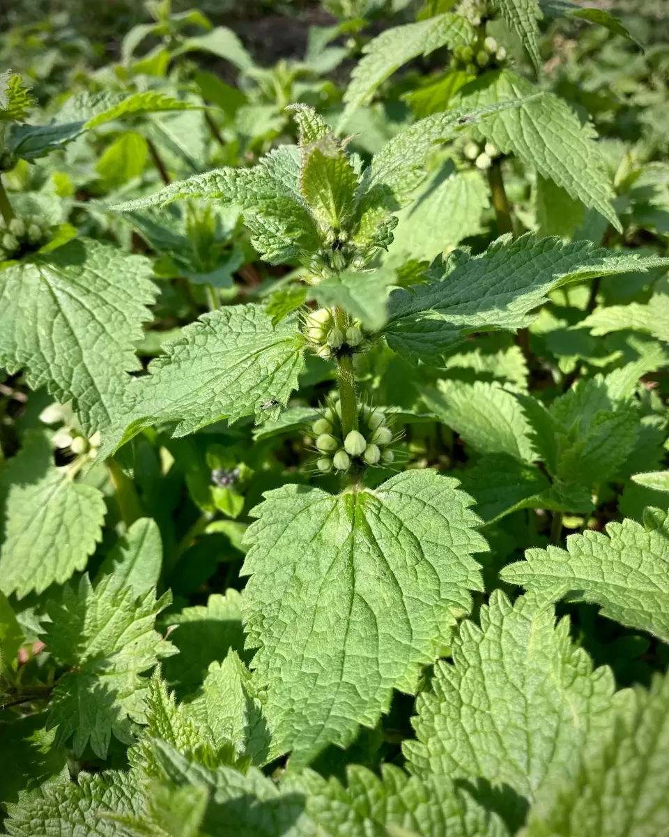 Ловкость в распознании: глухая крапива vs настоящая