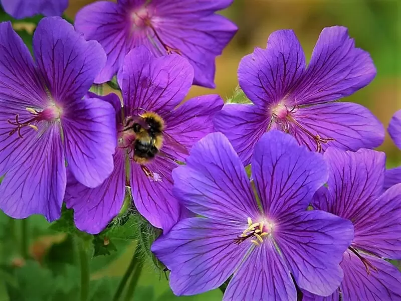 Красота в простоте: растения, которые цветут сами по себе