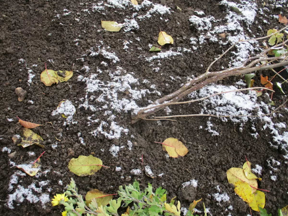 Как правильно прикопать саженцы под зиму: советы для садоводов