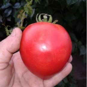 Девичья грудь: крупноплодный томат с насыщенным вкусом и особой формой