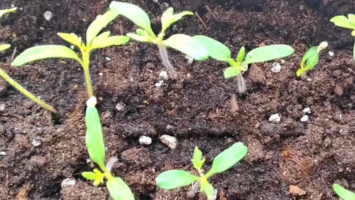 ��� ���������� ����� ������� � ������� ������: ������ ������� ���������