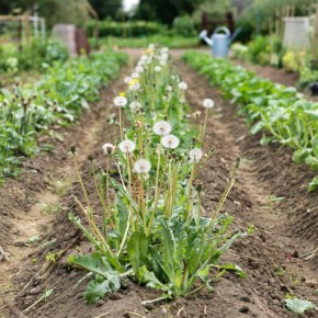 ����� ����������� ��������: ��� ������� ��������� �������� ��� ������ ����