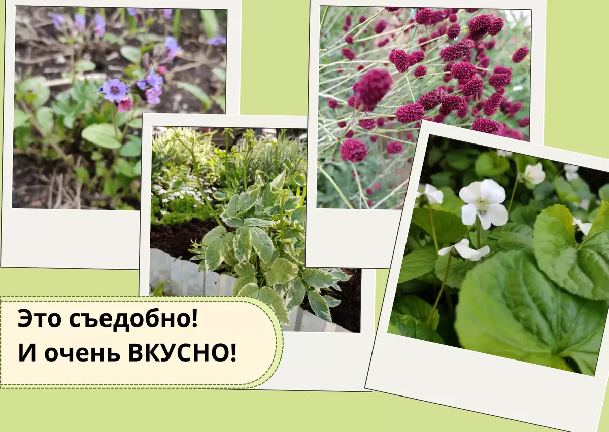 Секреты съедобных цветов: что можно собирать в саду