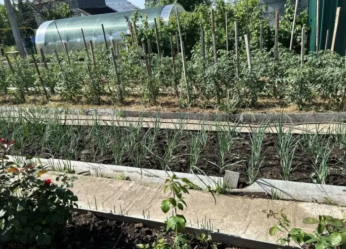 Что необходимо знать о раскислении почвы: советы огородникам