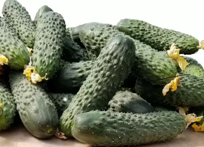 Огурец Барселона: идеальный выбор для теплицы с богатым урожаем