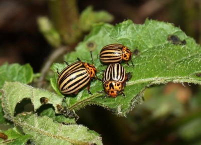 ��� �������� ������������ ���� �� ����� �������