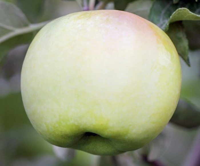 ������ ������: ������������� �����, ������� ���������� ������ �������