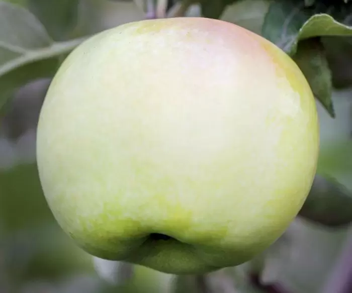 Яблоня диалог: колонновидные плоды, которые впечатляют ранним урожаем