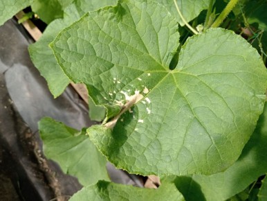 ��� ������ ��������� �� ��������� ������: ������ ��� ���������