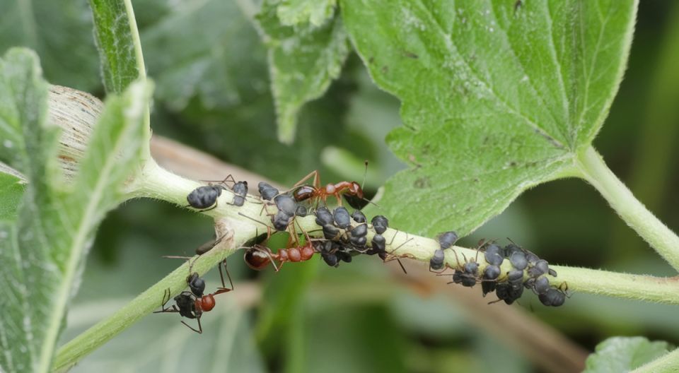 ����������� ���������� �� ���: ��� ������������ ������ ����� �������� �������� �� �������