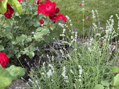 ������� ��������� ����������� ������� � ������: ������ � ������