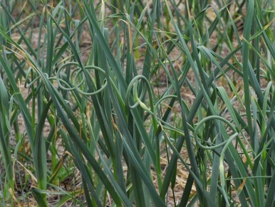 Как заменить чеснок в твоем огороде: три мощных способа для обильного урожая