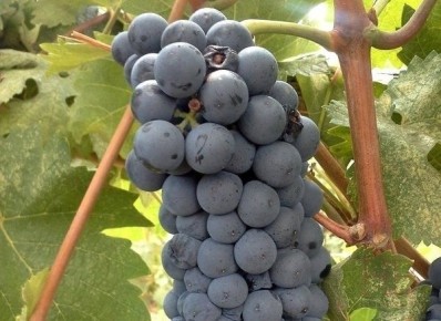 Виноград Руслан: новый взгляд на популярное культурное растение