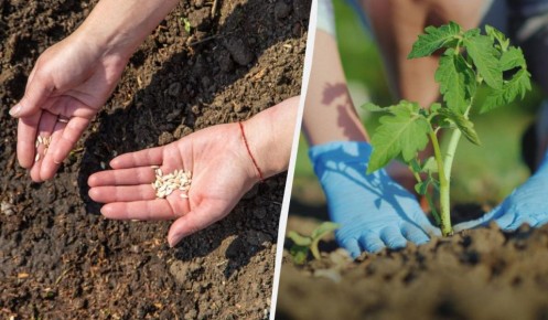 ��� ������ �������� � ������� �� ����� ���: ������ �����������