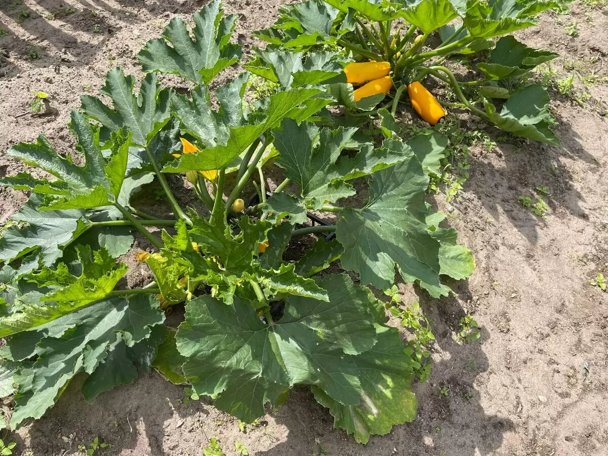 Как одна ошибка чуть не обошлась мне без раннего урожая кабачков