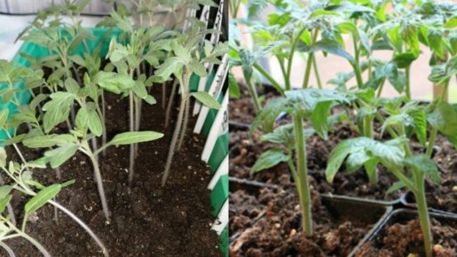 ��������� �������: ���� ������� �������� ��� ������