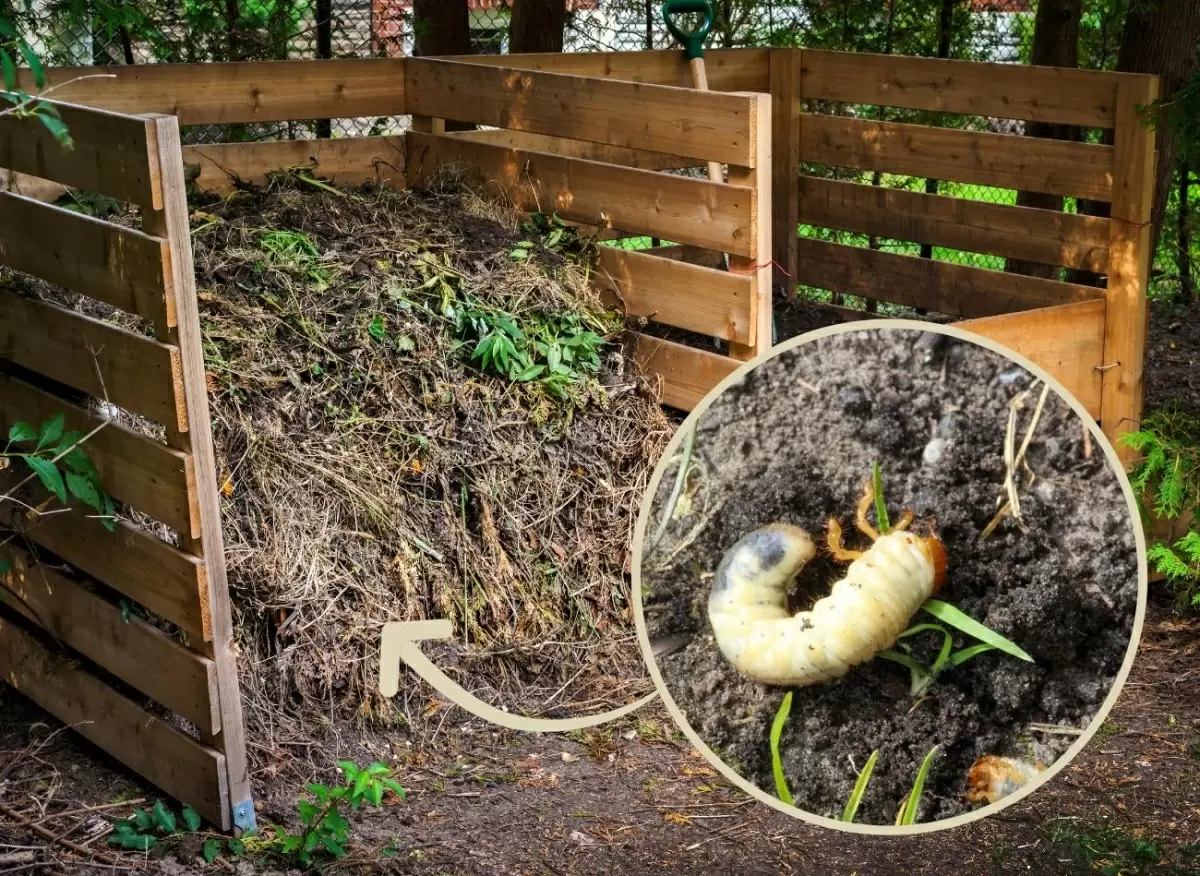 Как защитить сад от личинок: риски и профилактика