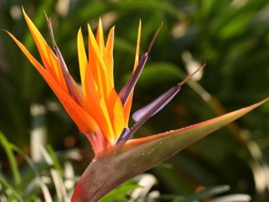 Как правильно ухаживать за стрелициями: секреты успеха для каждого дома