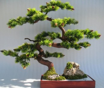 ������: ��������� ��������, ������������ ��� �������