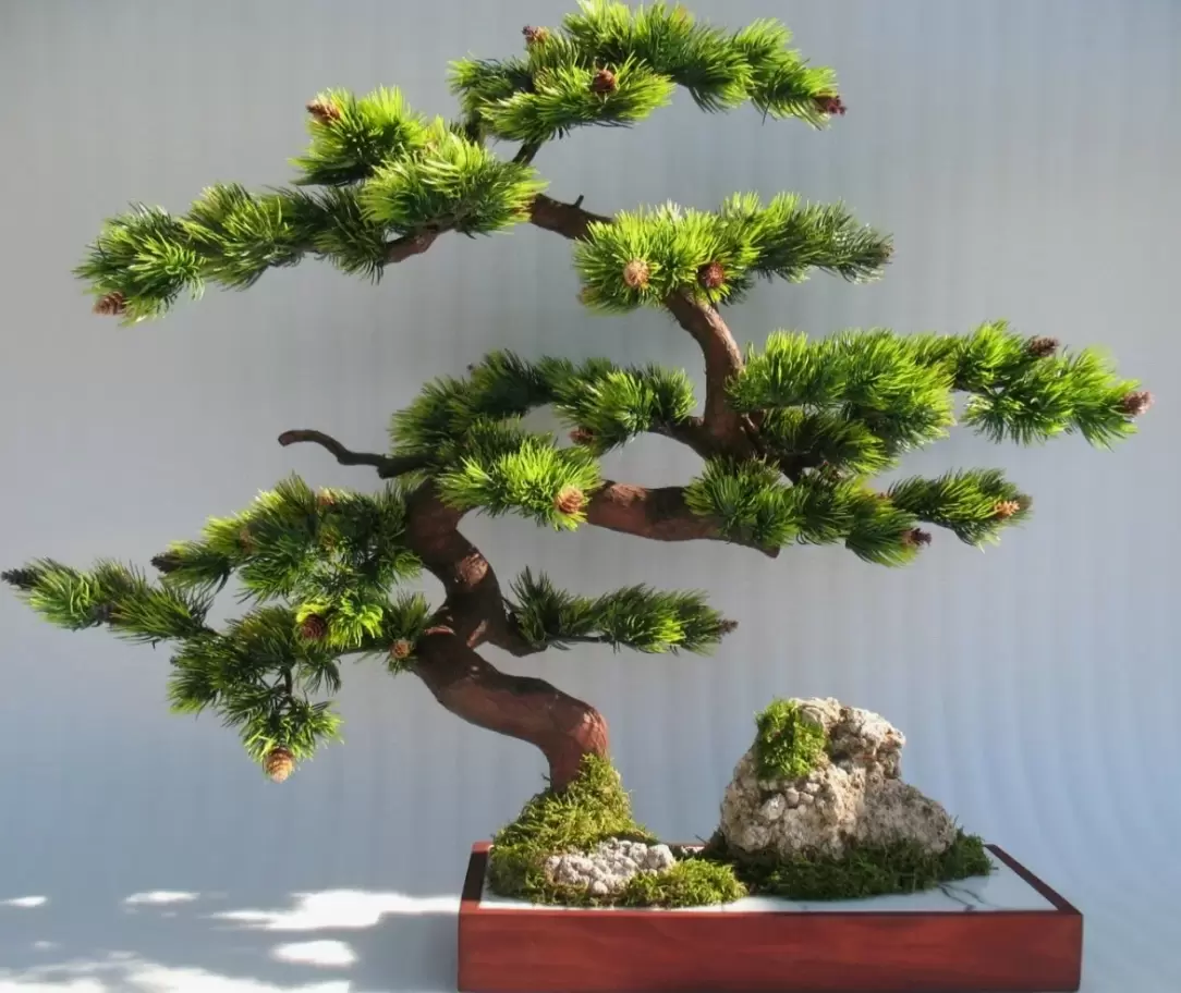 Бонсай: искусство миниатюр, раскрывающее мир природы