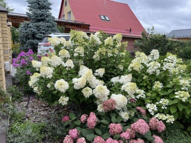 Оптимальные моменты для черенкования гортензий: советы и рекомендации