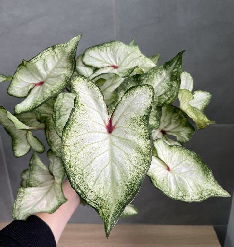 ��������: ��� ����������� ������� ��������� ��� ��� ���������