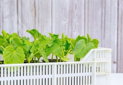 Как вырастить рассаду огурцов в домашних условиях: секреты для успешного урожая