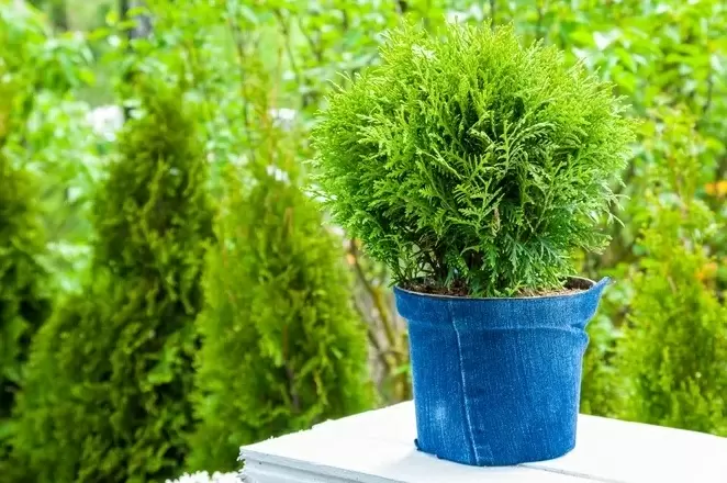 Как вырастить туи в горшках: секреты счастья для вашего дома