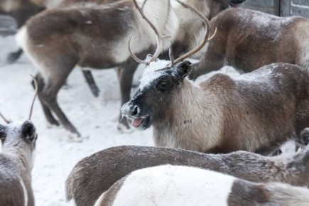 � ������ ���������� ����� � ������������ ������