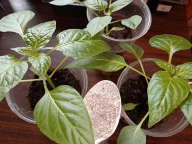 ��������� ��� ������� �����: ��� �������� �������� ��������