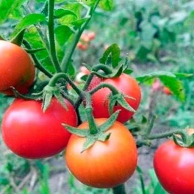 ����� ����� ����������: ������ ������ � ���������� � ����� ��������