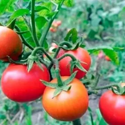 Томат Мечта огородника: ранний урожай и надежность в любых условиях