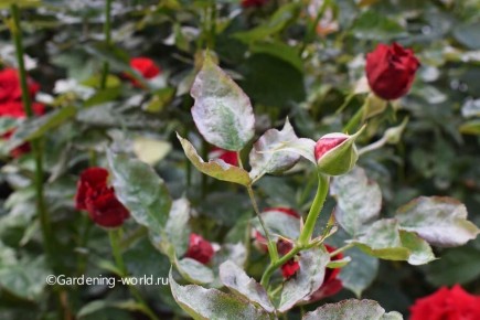 ��� ���������� � ��������� �����: ����������� ������ ������ ��� ���������