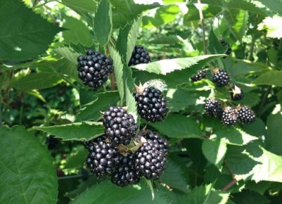 Как ускорить созревание ежевики: полезные советы для садоводов