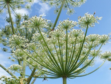 ������� ��������: 8 ��������, ������� �� ����� ������� �� ����� �������