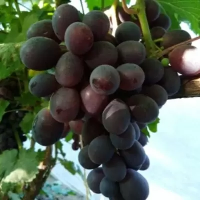 Инновационный виноград брюнетка: ранний урожай с десертным вкусом