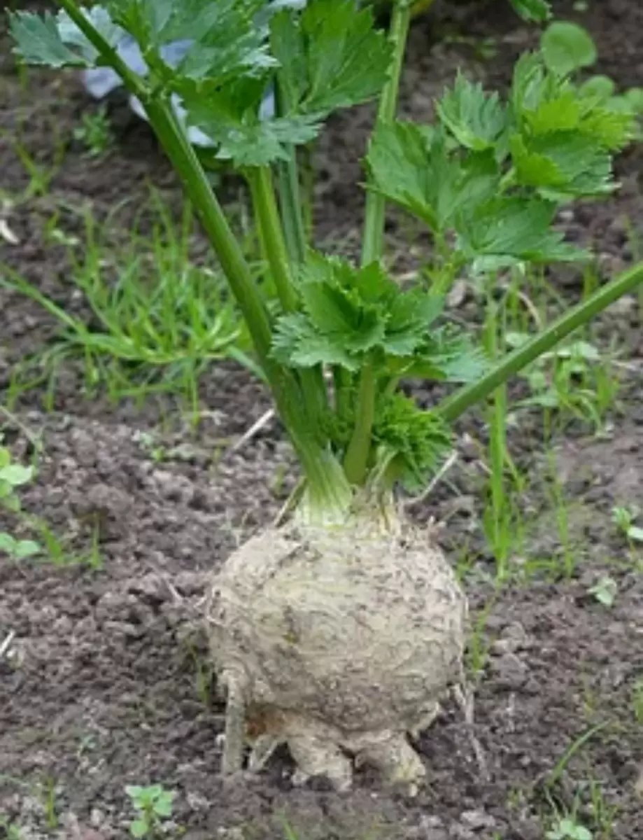 Январский посев: что можно сеять в теплице и под пленкой и как получить раннюю рассаду